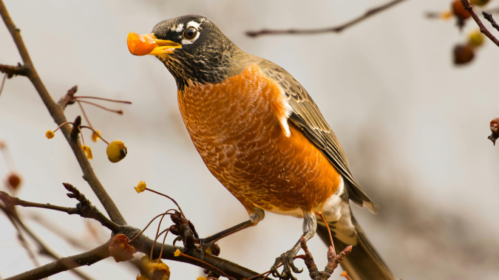 orange bird perched on a tree