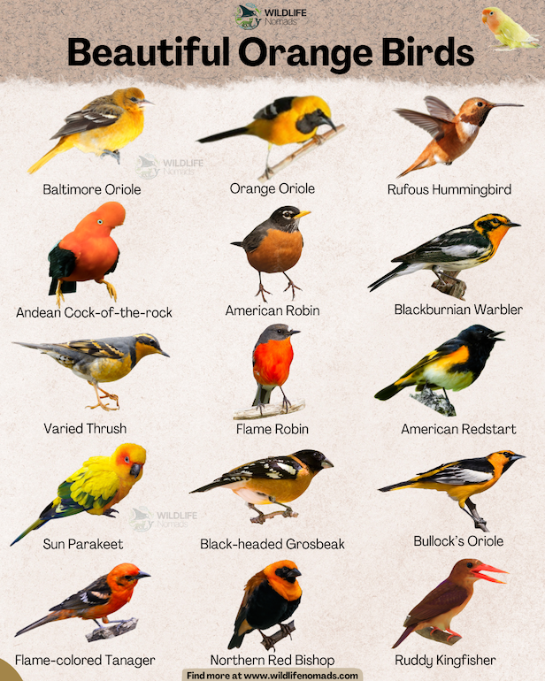 Infographic titled "Beautiful Orange Birds" by Wildlife Nomads featuring 15 bird species on a light background. Birds shown include the Baltimore Oriole, Rufous Hummingbird, Andean Cock-of-the-rock, American Robin, Blackburnian Warbler, Varied Thrush, Flame Robin, American Redstart, Sun Parakeet, Black-headed Grosbeak, Bullock's Oriole, Flame-colored Tanager, Northern Red Bishop, and Ruddy Kingfisher.