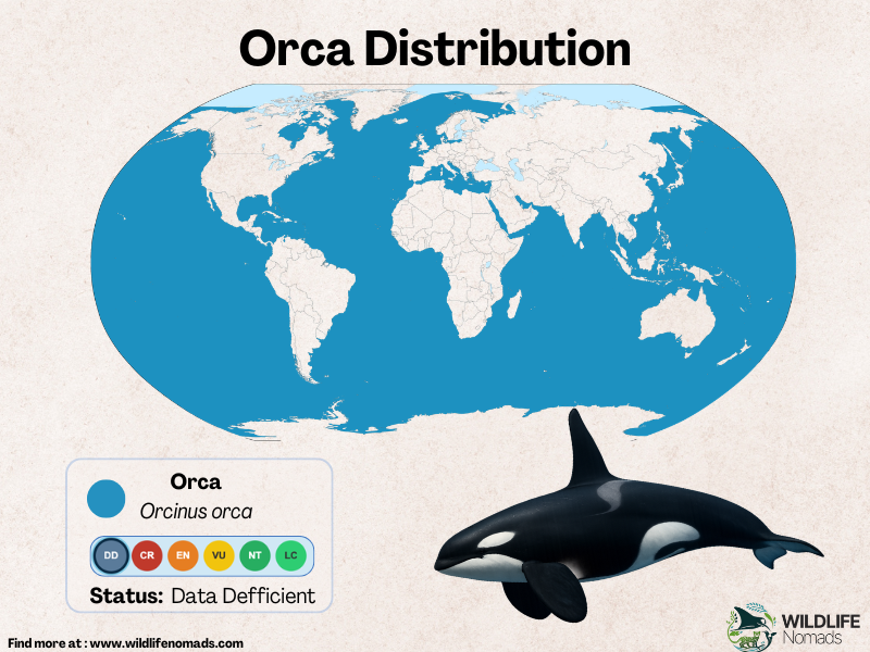 a map showing the distirbution of orcas around the world