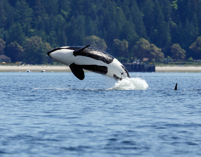 an orca breaching near the shore with a forest on the background