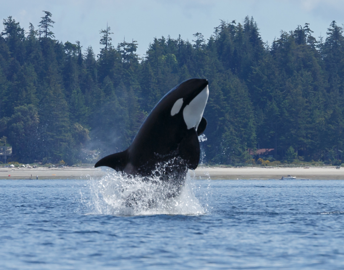 an orca breaching coming off the water