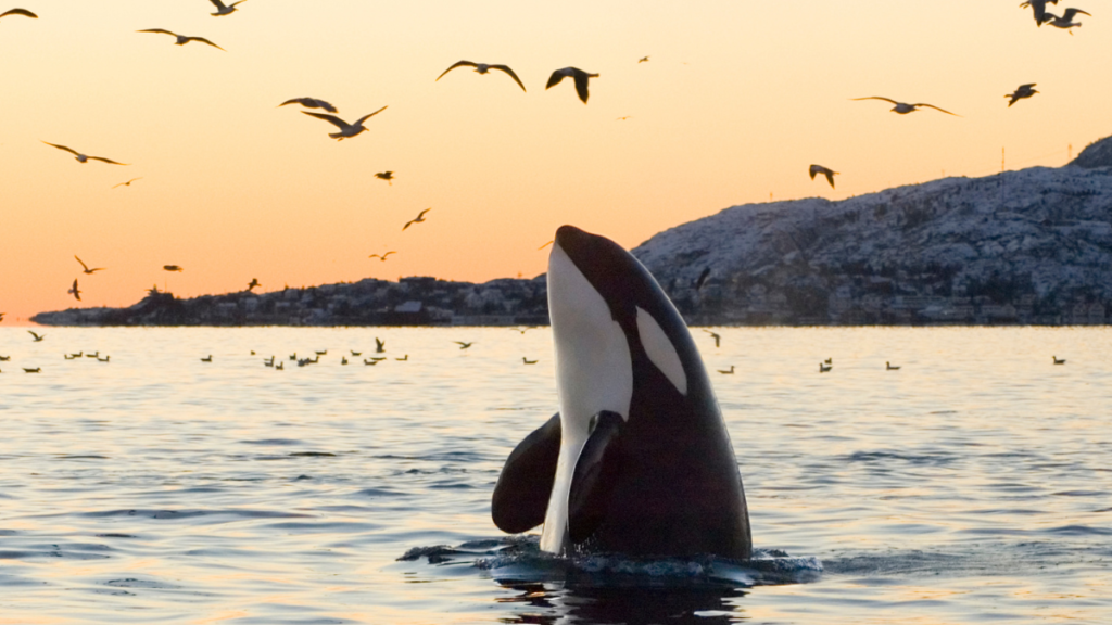 an orca coming out of the water in the wild with bird and seagull around it
