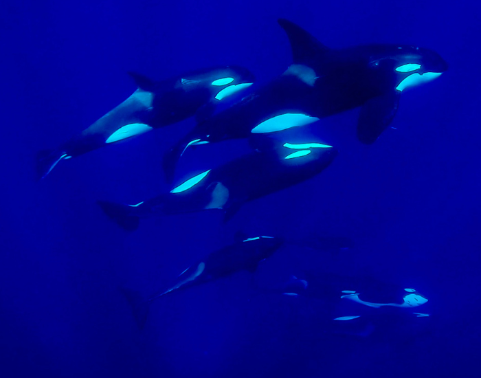 a pd of orcas swimming