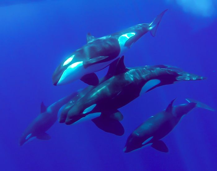 a pod of orcas swimming underwater
