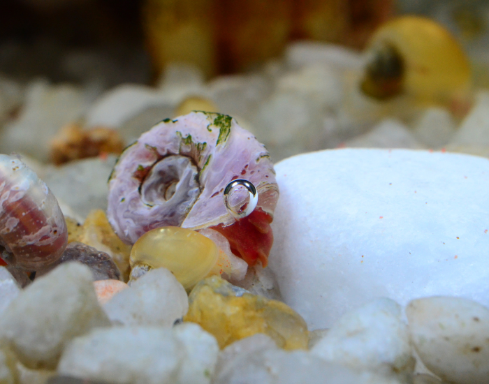 a Pink Ramshorn snail on top of small pebles 