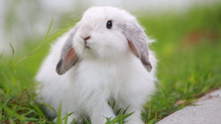 a small rabbit on grass