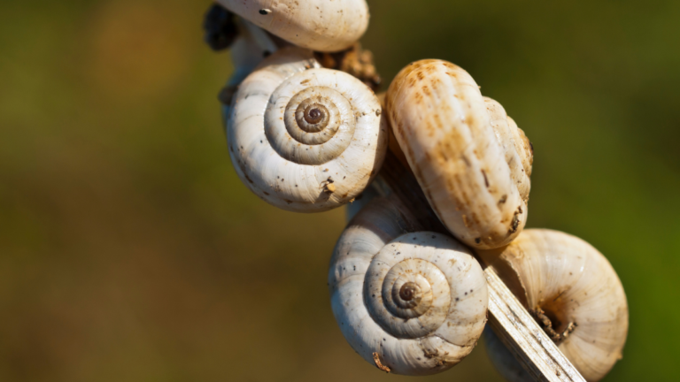 A cluster of pale, cream-colored snail shells with distinct spiral patterns clings to a dry plant stem against a soft, blurred green background.