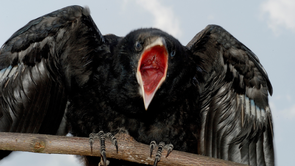 close up of an angry rook opening its mouth