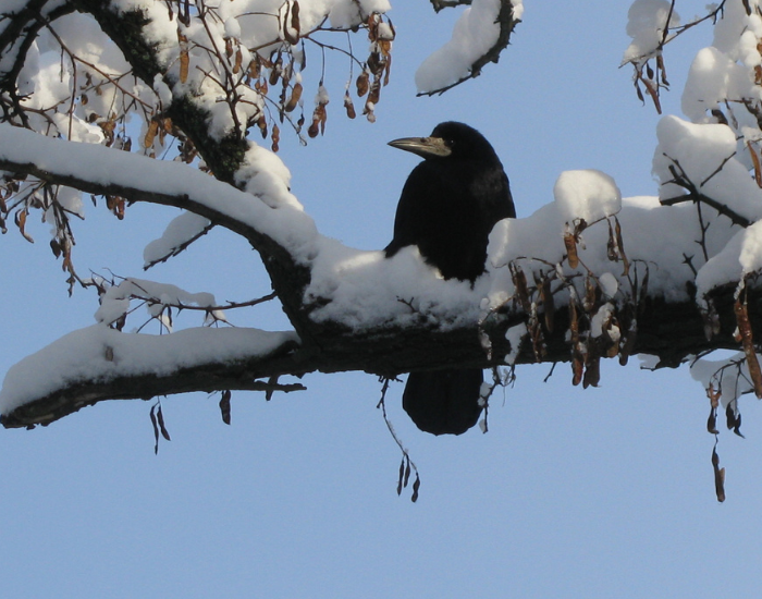 a rook on top of a tree