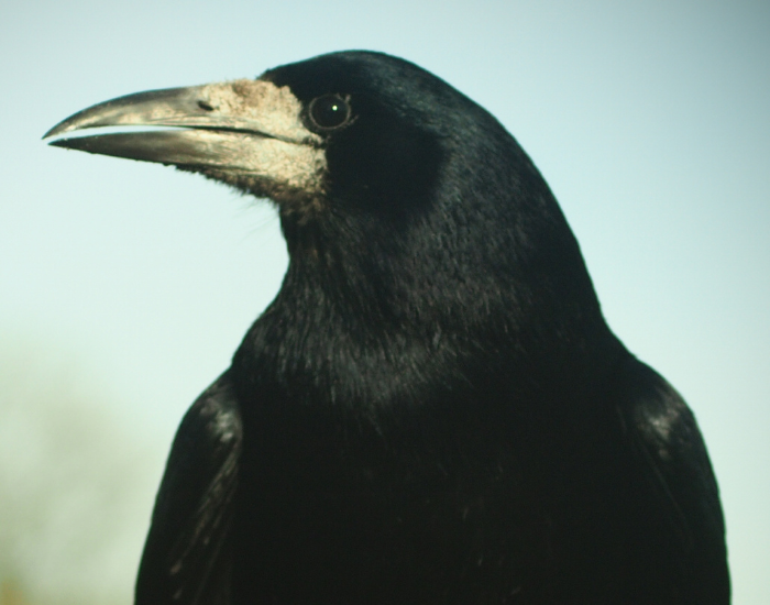 Side profile close-up view of a rook showing its distinct pale beak.