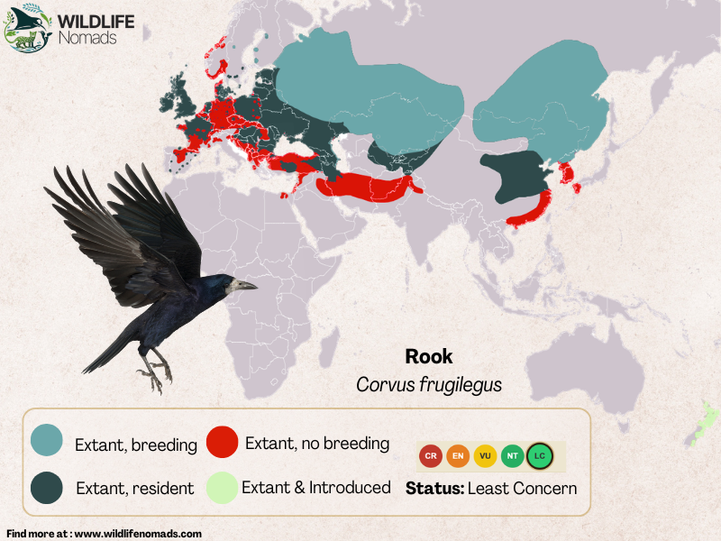 Educational infographic map by Wildlife Nomads showing the global distribution of the Rook (Corvus frugilegus), highlighting breeding, resident, non-breeding, and introduced ranges alongside its IUCN Least Concern status.
