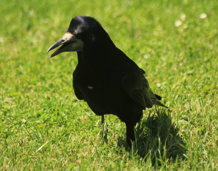 a rook on grass