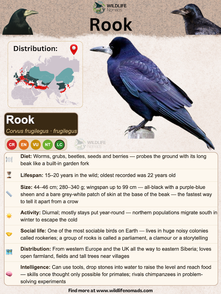 Comprehensive wildlife infographic detailing the Rook's biological facts, including its diet, lifespan, size, social behavior, and intelligence, featuring a detailed illustration of the bird.
