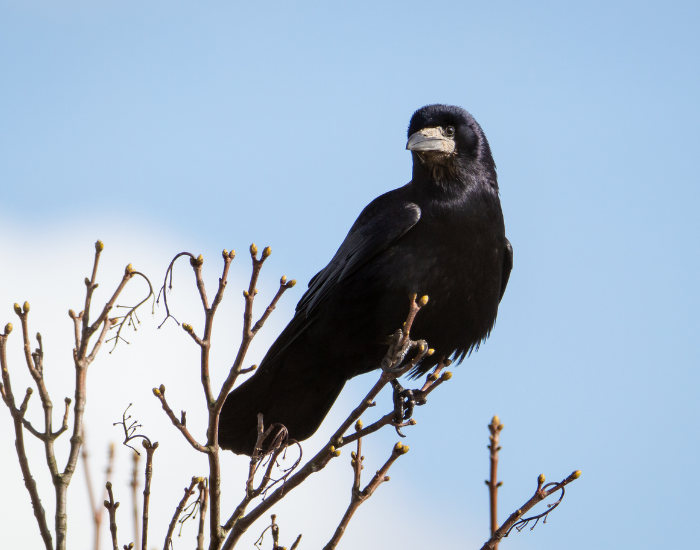 Silhouetted rook perched on the highest branches of a tree with a blue sky background.