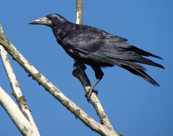 a rook on top of a tree branch