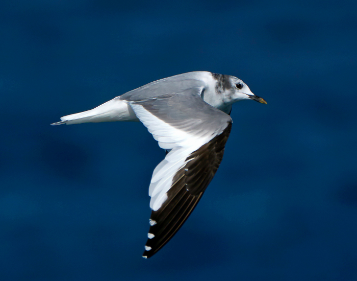 A Sabine's Gull with its striking black, white, and grey wing pattern flying over deep blue water.