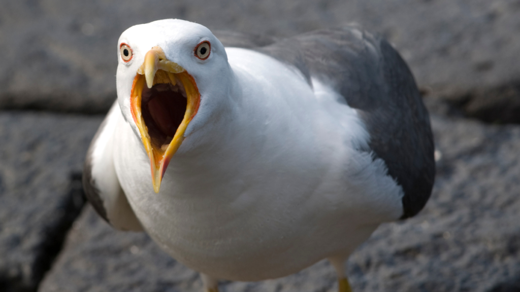 close up of the head of an angry seagull