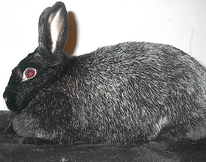 A dark gray Silver Fox rabbit with dense fur lying on a white studio backdrop.