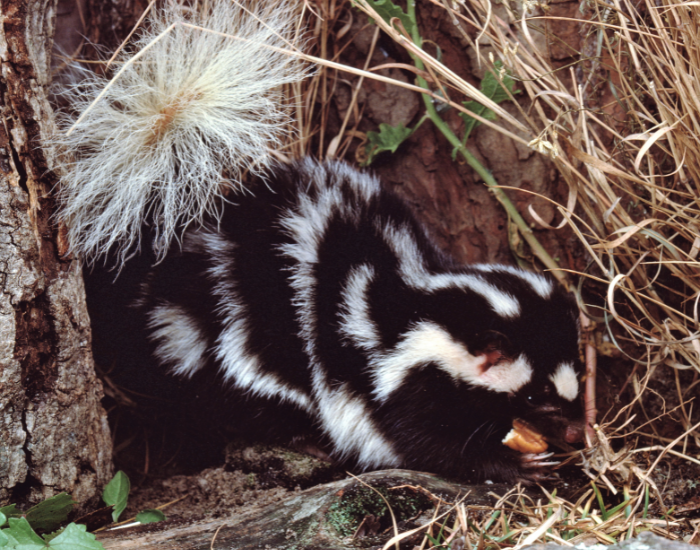 A spotted skunk with intricate, swirling black and white patterns across its fur, foraging for food near the base of a tree surrounded by dry grass and twigs.