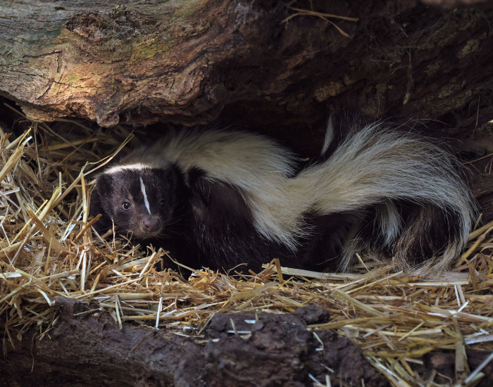 A striped skunk curled up comfortably inside a sheltered den made of hollowed wood, resting on a soft bed of dry straw and hay.