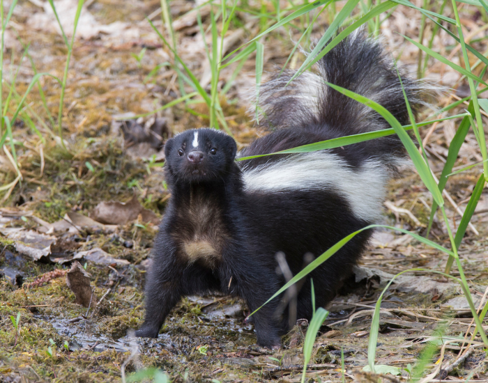 A striped skunk standing in a damp, muddy area near green reeds and tall marsh grasses, looking forward with its fluffy tail raised high.