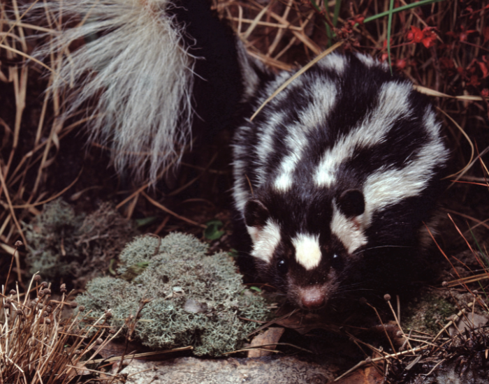Front-facing view of a spotted skunk nestled in dry grass and moss, showcasing its bold black and white striped and spotted coat with its tail partly visible.