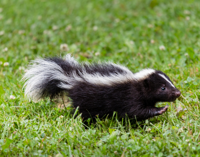 A side-profile view of a small striped skunk briskly walking through a lush green grass field.