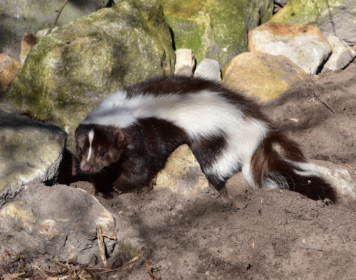 A striped skunk climbing down a dirt bank amidst large, moss-covered rocks and stones in a natural outdoor setting.