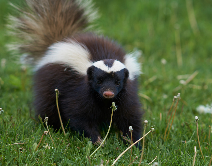 A striped skunk walking directly toward the camera through green grass dotted with spent dandelions, its fluffy tail held erect in the background.