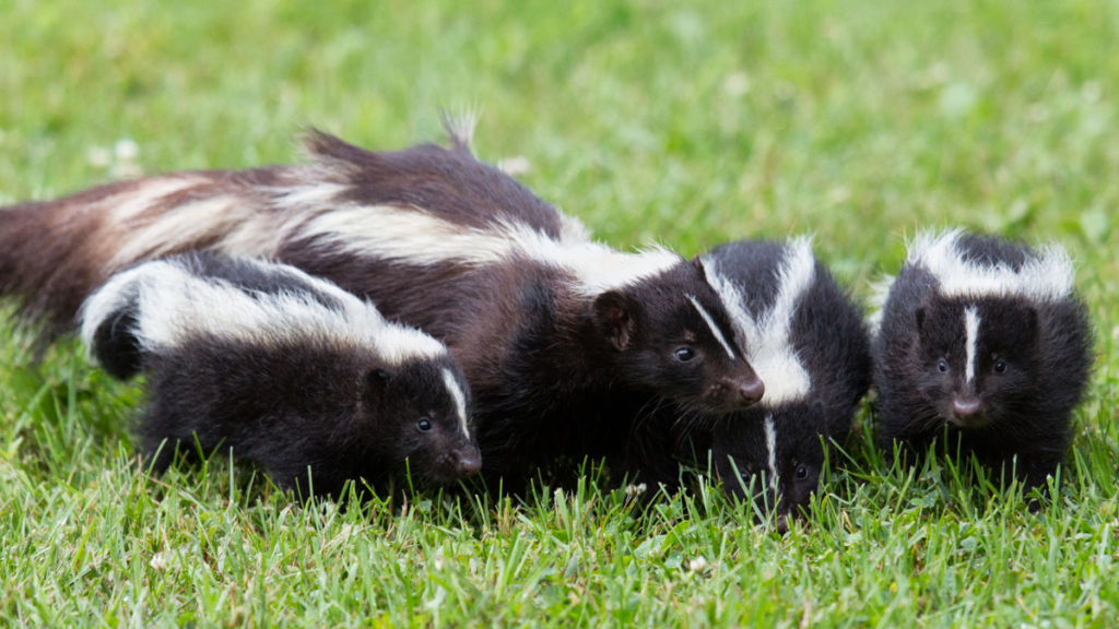 A family of four skunks, including an adult and three smaller kits, standing close together in a vibrant green grassy field.