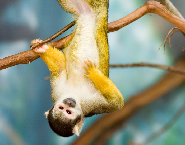 an squirrel monkey upside down