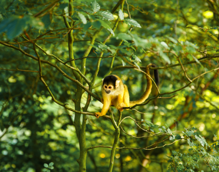 A squirrel monkey perched high up in a lush, green tree canopy.
