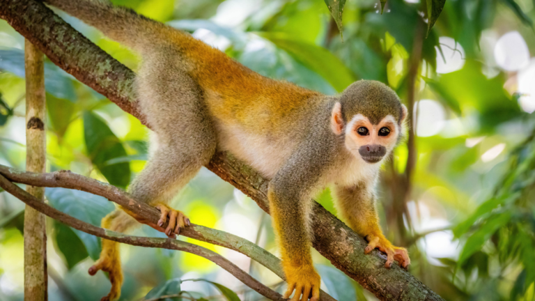 a squirrel monkey on a tree branch