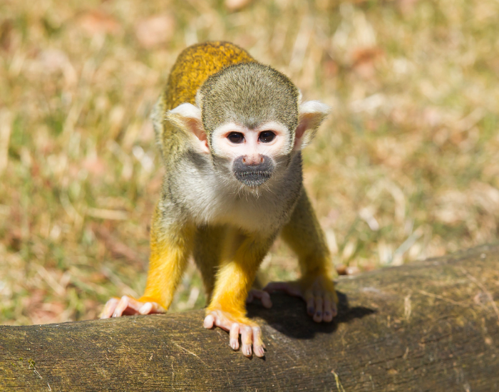 A curious squirrel monkey standing on a wooden log, facing directly toward the camera.