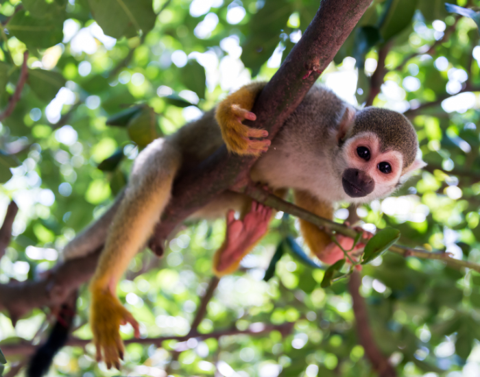 A squirrel monkey relaxing upside down while clinging to a tree branch.