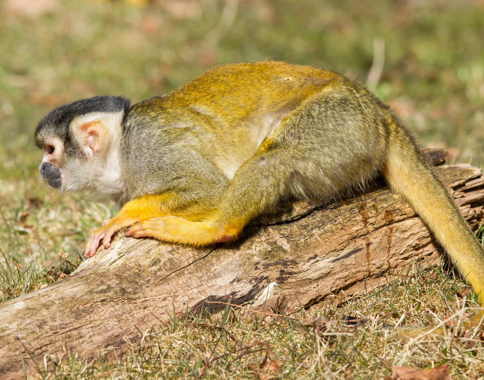 A squirrel monkey crouched low on a fallen tree trunk in the grass.