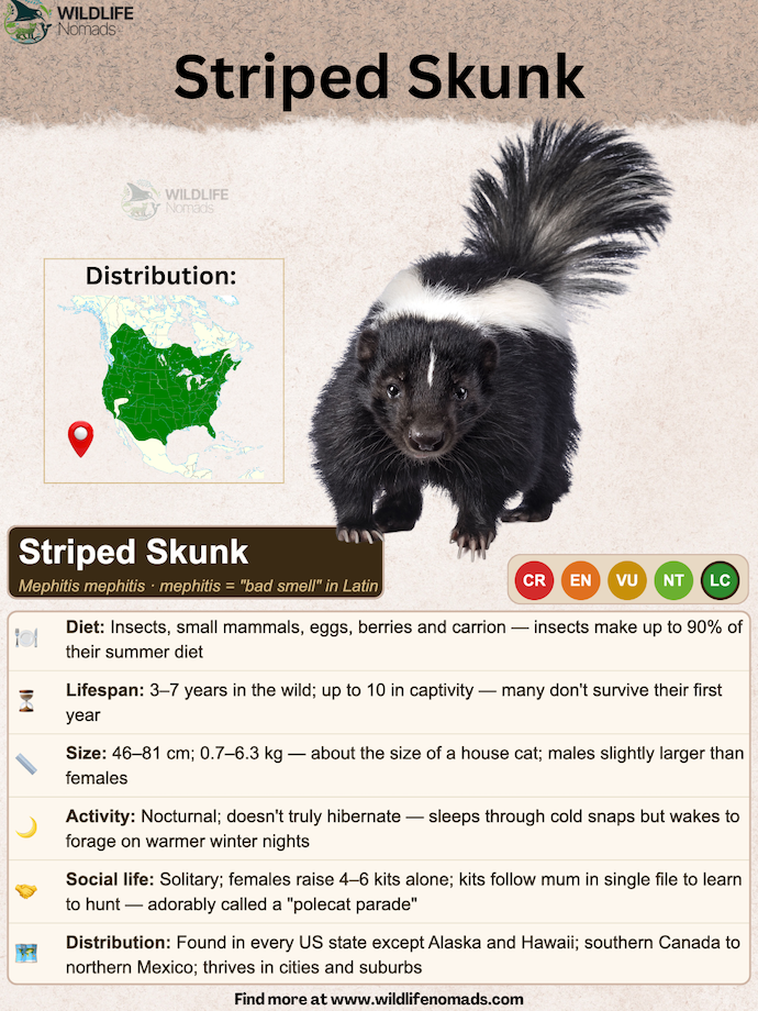 An educational infographic profile of the Striped Skunk (Mephitis mephitis) by Wildlife Nomads. The graphic features a central photo of a striped skunk looking forward with its tail raised, alongside a green highlighted distribution map of North America and an IUCN conservation status indicator set to Least Concern (LC).