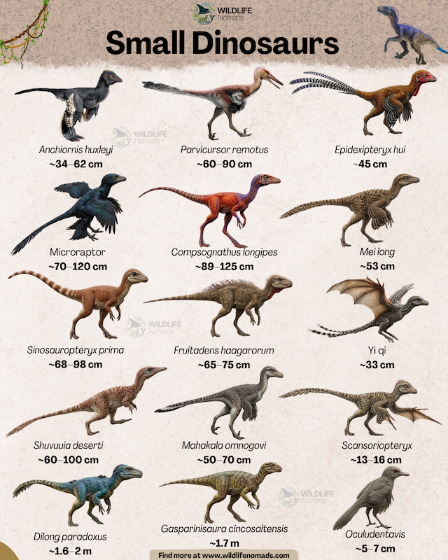 An educational infographic from Wildlife Nomads titled "Small Dinosaurs," featuring illustrations of 15 species, including Microraptor, Yi qi, Compsognathus, and Oculudentavis, organized in a grid format with their scientific names.