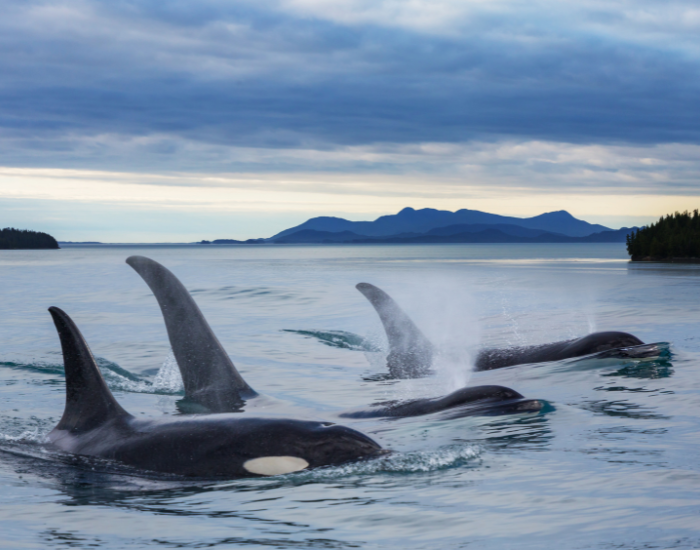 orca pod swimming on the surface of the ocean