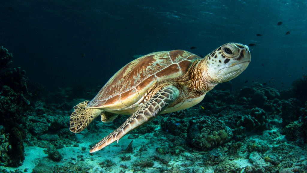 A large sea turtle glides underwater over a dark coral reef in clear blue ocean water. Its long front flippers are extended as it looks towards the camera with a gentle expression.