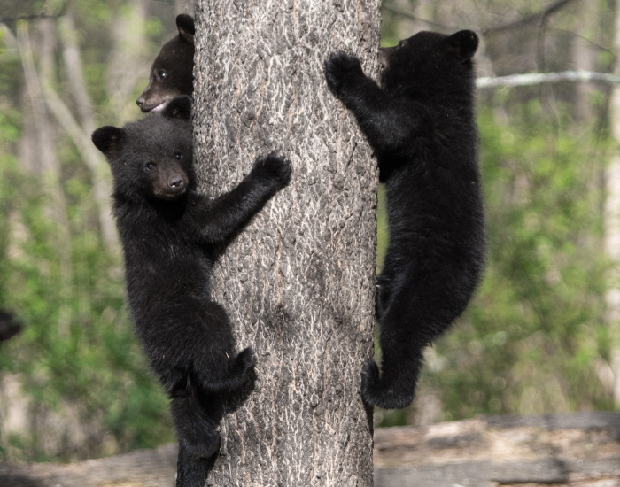 two black bear cubs climbing a tree
