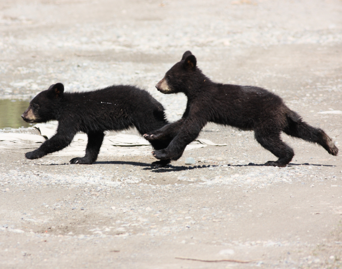 two black bears running in a road