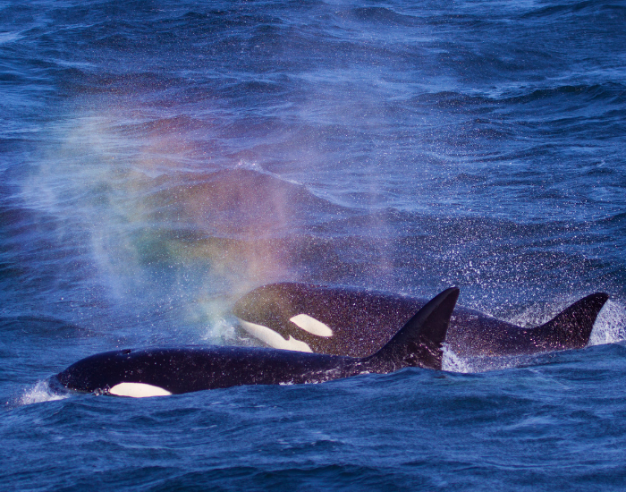 orcas swimming on the water surface