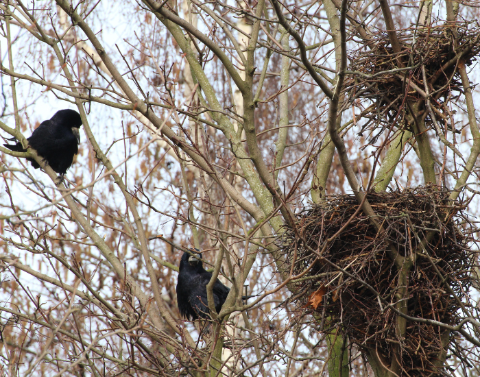 A rook sitting in a large, messy twig nest built high up in a tree.