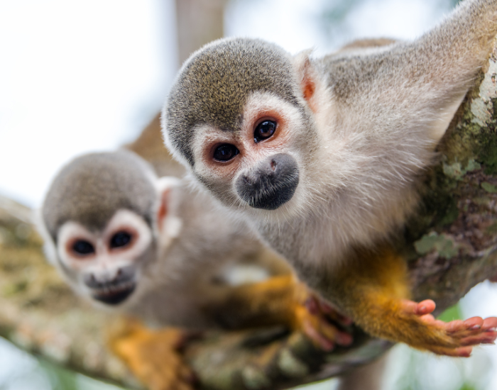 Two squirrel monkeys peering closely from a tree branch into the camera lens.