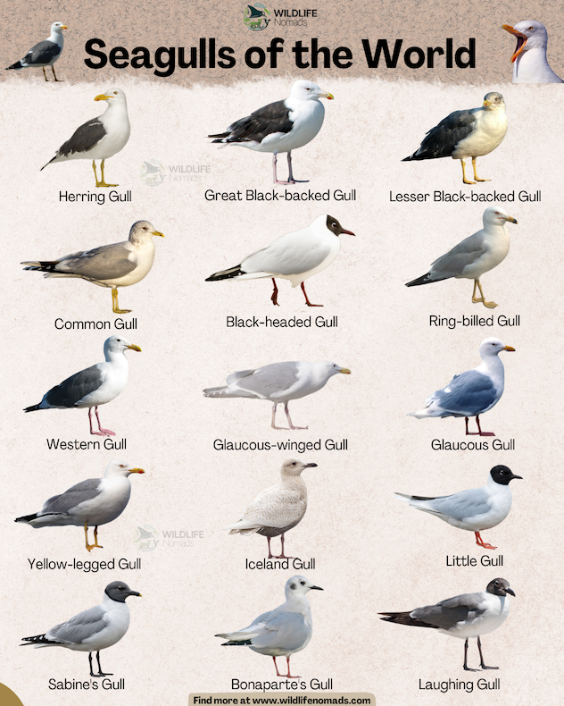 An infographic titled "Seagulls of the World" by Wildlife Nomads. It features a grid of 15 different gull species with illustrations and names, including the Herring Gull, Great Black-backed Gull, Black-headed Gull, and Laughing Gull, showing distinct differences in their plumage, leg colors, and beak shapes.