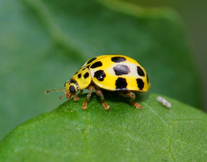 A yellow ladybird with black spots resting on a broad green leaf.