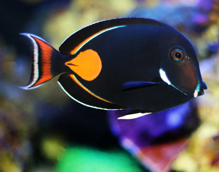 Dark charcoal-to-black surgeonfish with a prominent orange teardrop patch near the tail. It shows fine white edging along the dorsal and anal fins as it swims near a reef.