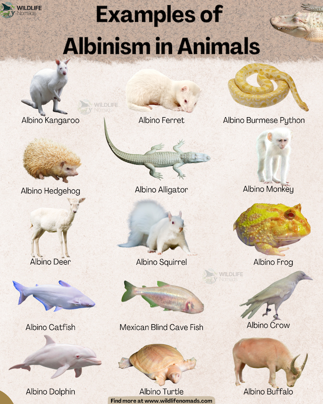 a wildlife nomads infographic Examples of Albinism in Animals