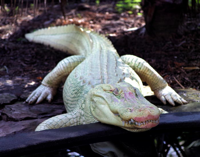 A close-up view of an albino American alligator resting on a wooden structure. Its pale, pinkish-white skin lacks natural pigmentation, making its distinct scales stand out.